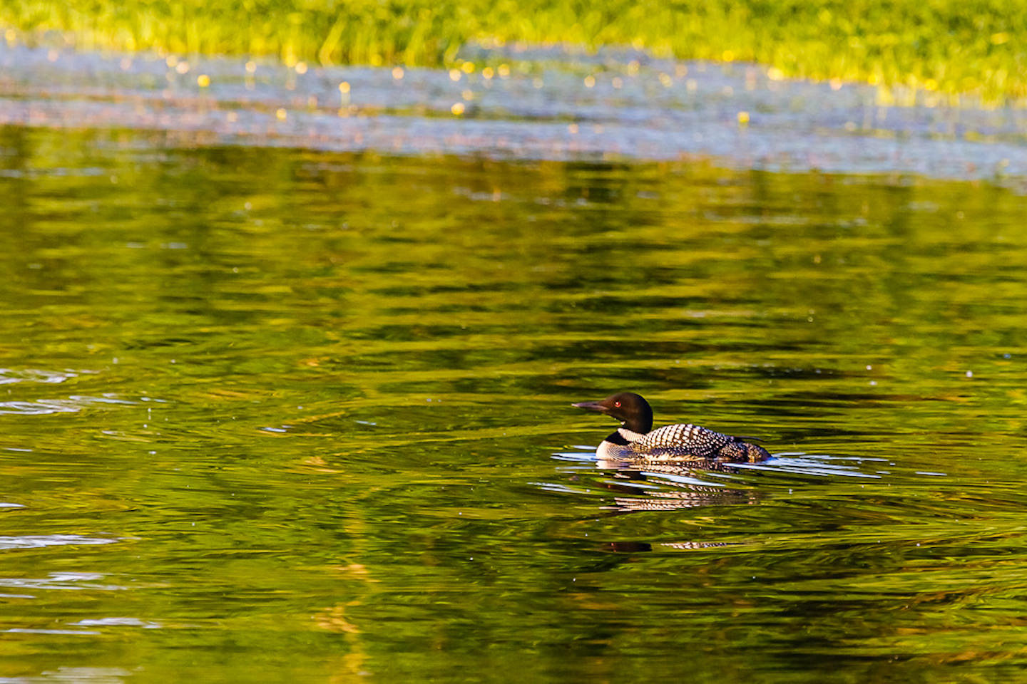 Loon Enviro Lac Gauvreau